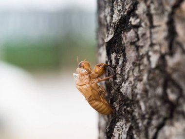 Güzel doğa sahne makro Cicada molting. Gözlerin gösterilmesi ve