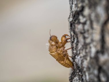 Güzel doğa sahne makro Cicada molting. Gözlerin gösterilmesi ve