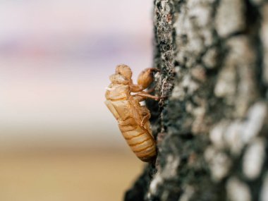 Güzel doğa sahne makro Cicada molting. Gözlerin gösterilmesi ve