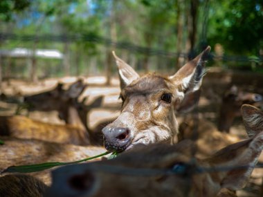 Geyik kafesi çim yeme, sevimli bir genç veya l yakın görünümü