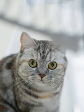 sevimli kedi ileriye bakarak