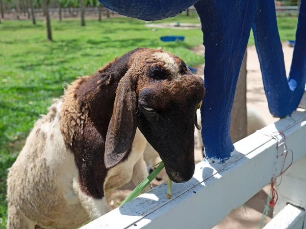 Portrait d'une chèvre mangeant de l'herbe sur un champ, des chèvres se nourrissant sur le — Photo