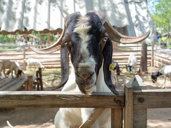 Chèvre brune dans une stalle, Le visage de la chèvre est plus proche, gros plan — Photo