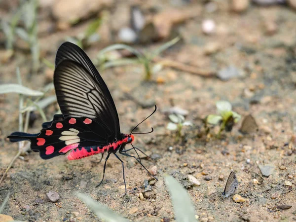 Fjärilar i naturen, vackra fjärilen av naturen, Biodivers — Stockfoto