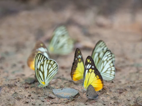 地面の蝶、蝶の群れ、ナツの蝶 — ストック写真