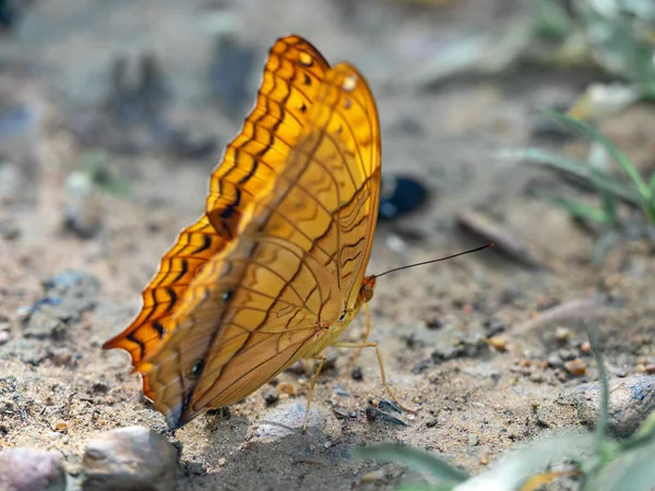 自然の中の蝶、自然の美しい蝶、バイオダイバー — ストック写真