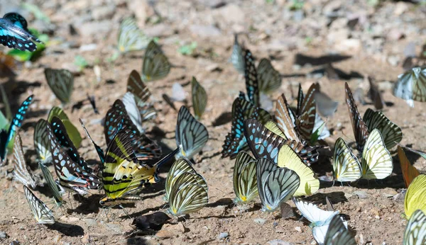 Mariposa en el suelo, Manada de mariposas, Mariposas en natu — Foto de Stock