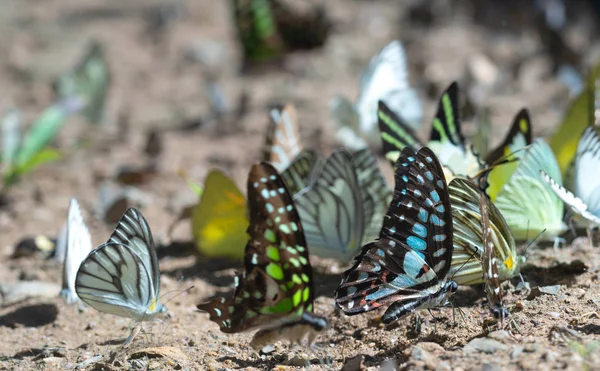 地面の蝶、蝶の群れ、ナツの蝶 — ストック写真