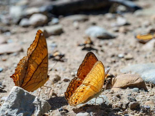 自然の中の蝶、自然の美しい蝶、バイオダイバー — ストック写真