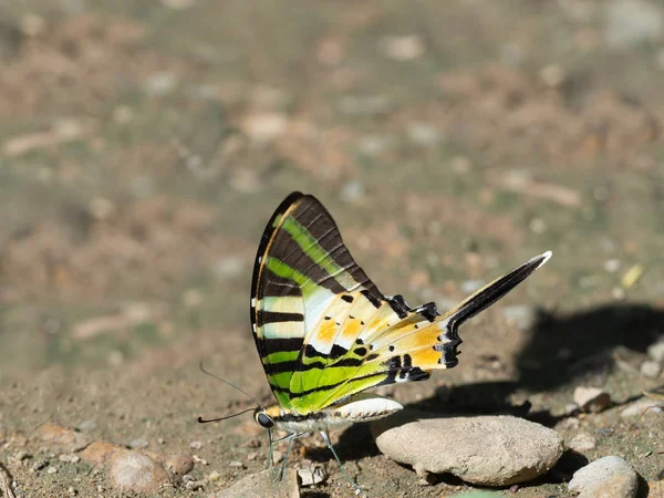 Mariposas en la naturaleza, Hermosa mariposa de la naturaleza, Biodivers —  Fotos de Stock