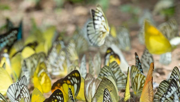 Beautiful butterfly wings background, Flock of butterfly, Butter