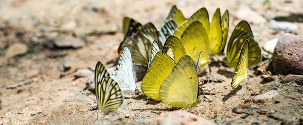 Schmetterling auf dem Boden, Schmetterlingsschwärme, Schmetterlinge in der Natur — Stockfoto