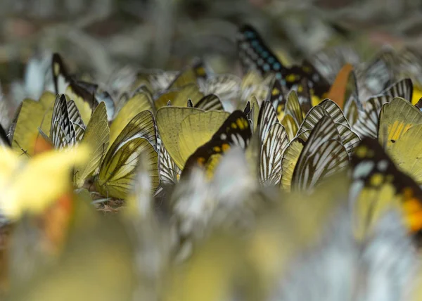 Beautiful butterfly wings background, Flock of butterfly, Butter