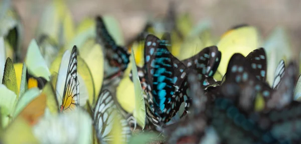 Schmetterling auf dem Boden, Schmetterlingsschwärme, Schmetterlinge in der Natur — Stockfoto