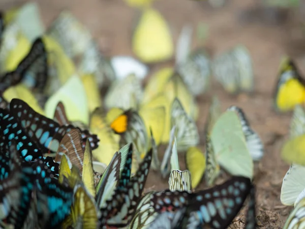美しい蝶の翼の背景、蝶の群れ、バター — ストック写真