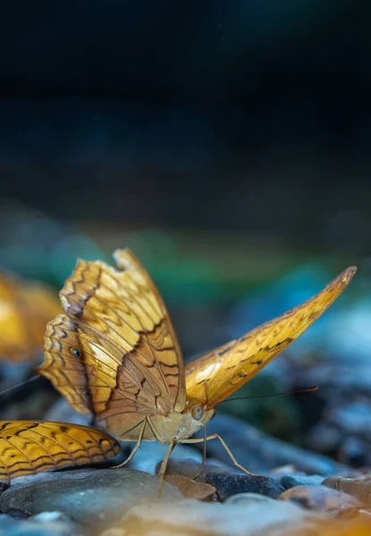 A természetben pillangók, gyönyörű pillangó a természet, Biodivers — Stock Fotó
