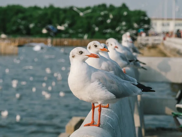 Seagulls live by the sea, Seagulls on the Bangpoo beach.