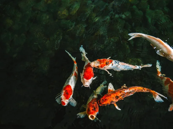 Värikäs Fancy Karppi Kala Koikarppi Kala Kala Japanilainen Uinti Cyprinus — kuvapankkivalokuva