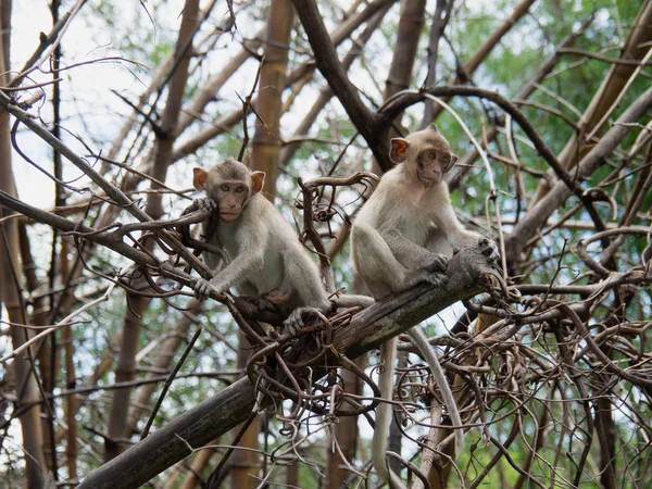 Małpy Siedzi Drzewie — Zdjęcie stockowe