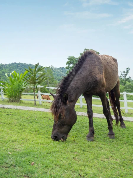Horse on lawn, grazing land for horses