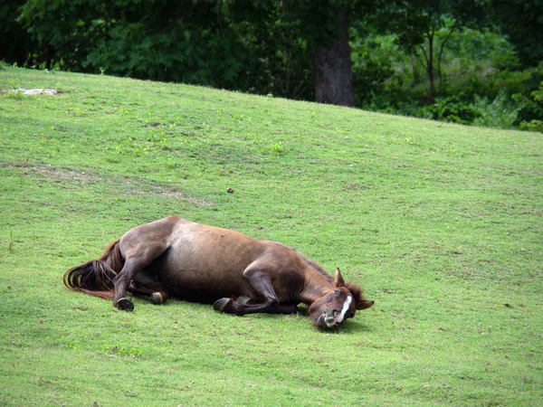 Horse on lawn, grazing land for horses, Lying rolling on the grass