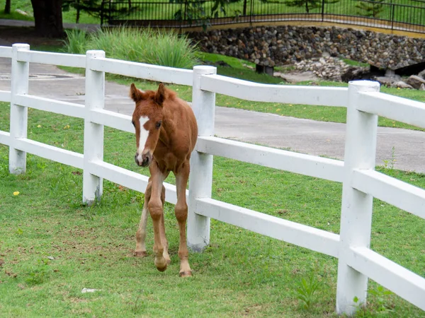 Cheval Sur Pelouse Pâturage Pour Chevaux — Photo