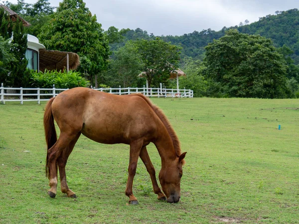 Pferd Auf Rasen Weideland Für Pferde — Stockfoto