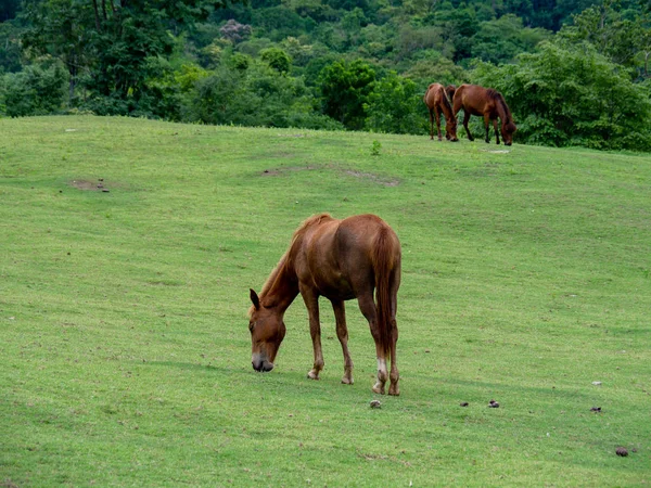 Horse on lawn, grazing land for horses