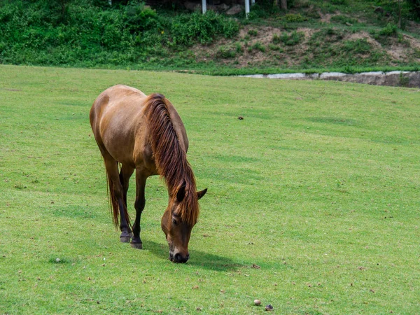 Hest Græsplæne Græsningsarealer Til Heste - Stock-foto