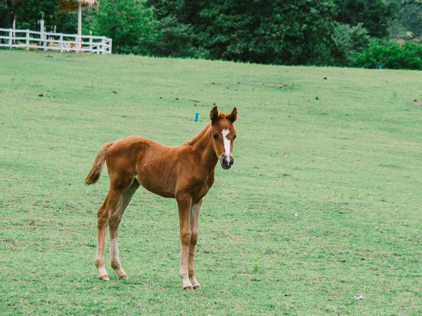 Horse on lawn, grazing land for horses, Foal