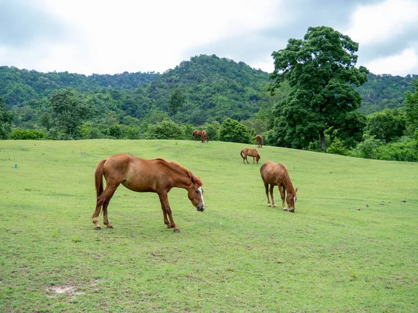 Horse on lawn, grazing land for horses