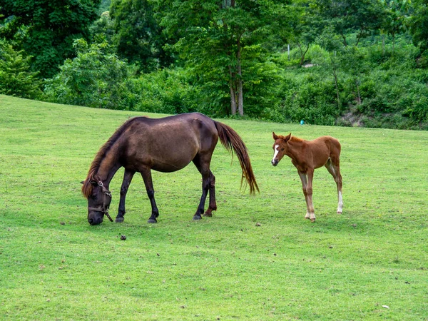 Cheval Sur Pelouse Pâturage Pour Chevaux — Photo