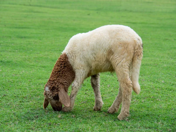Moutons Dans Herbe Prairie Pâturage — Photo