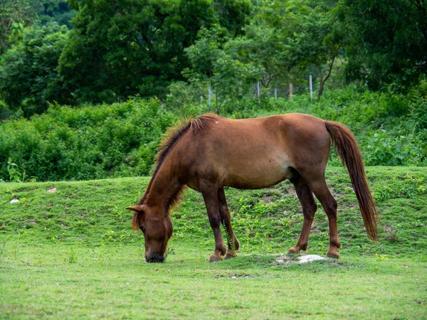 Pferd Auf Rasen Weideland Für Pferde — Stockfoto