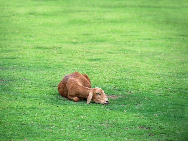 Moutons Couchés Sur Herbe Prairie Pâturage — Photo