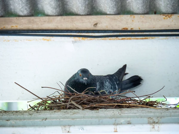 pigeon birds are sitting in a bird nest, Dov