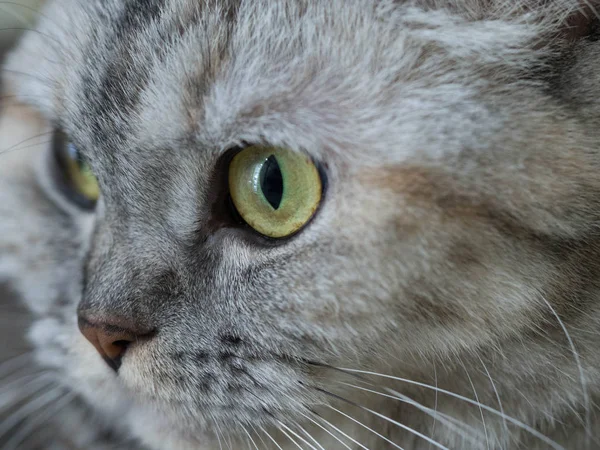 close up adorable cat looking forward