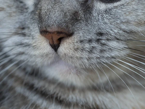 Κλείστε Μύτη Της Γάτας Μάτι Της Γάτας Στόμα Της Γάτας — Φωτογραφία Αρχείου