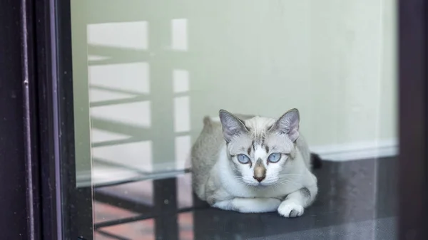 유리문 바라보는 의자에 고양이 — 스톡 사진