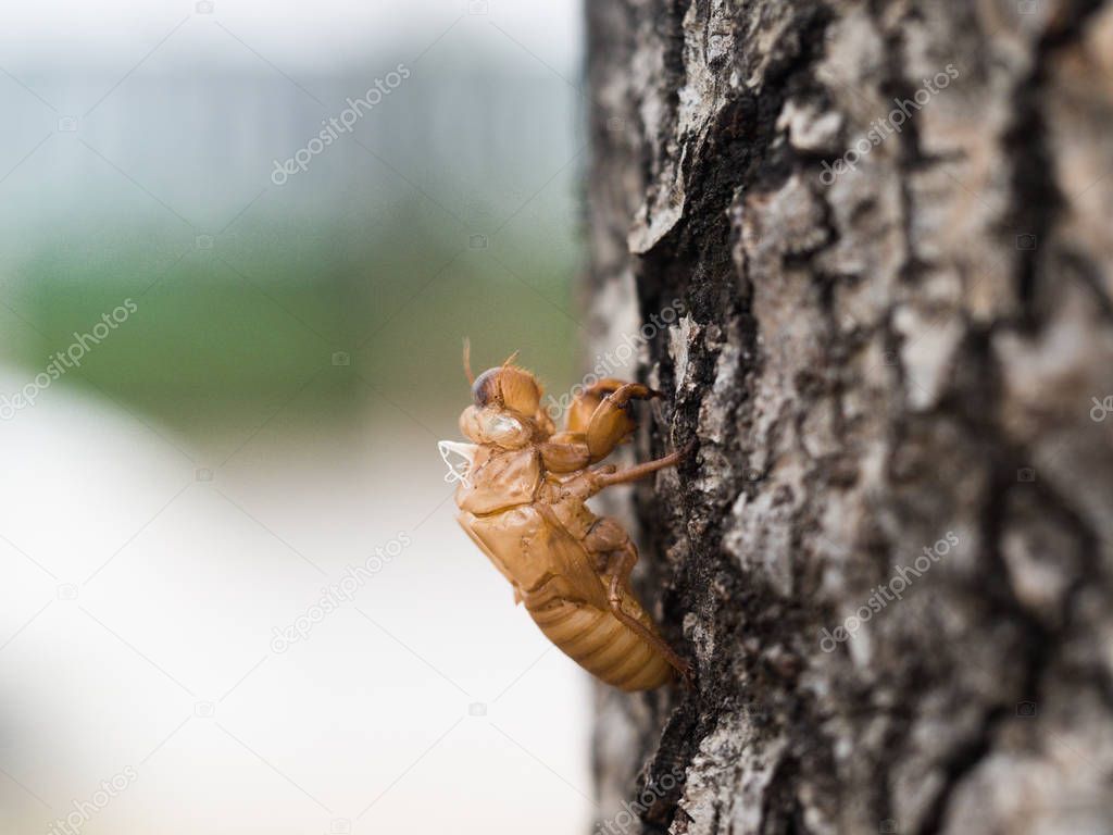 Beautiful nature scene macro cicada molting. Showing of eyes and
