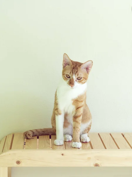 의자와 크림색 고양이 — 스톡 사진