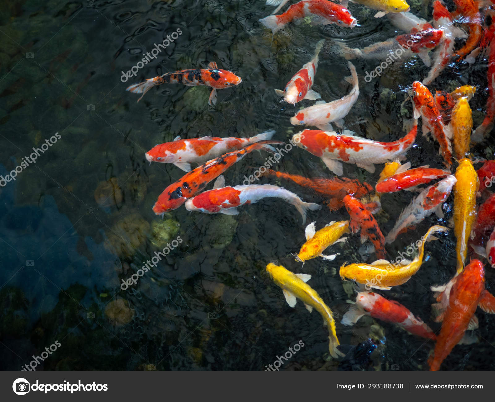 Peixe carpa extravagante colorido, peixe koi, Peixe nadar japonês (Cypr —  Foto © mail2owh@gmail.com #293188738, image size:1600x1300