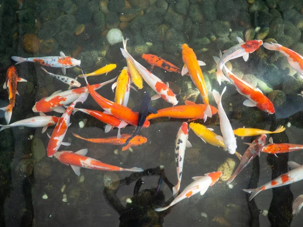 Kleurrijke fancy karper vis, Koi vissen, vis Japans zwemmen (Cypr — Stockfoto