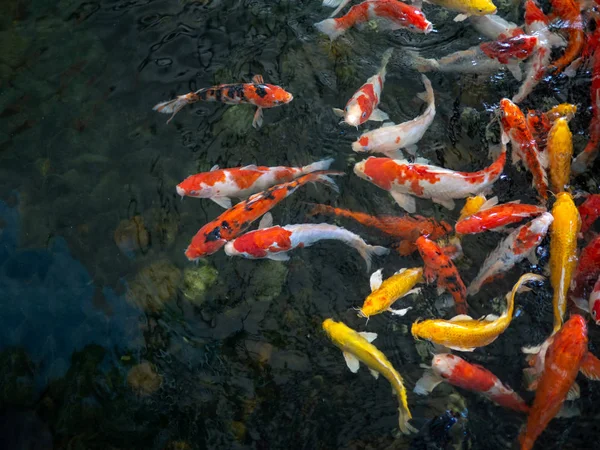 Pez carpa de lujo colorido, peces koi, peces japoneses natación (Cypr —  Fotos de Stock