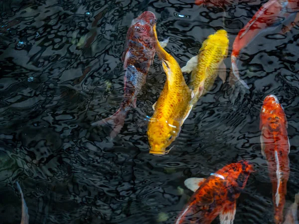 Kleurrijke fancy karper vis, Koi vissen, vis Japans zwemmen (Cypr — Stockfoto