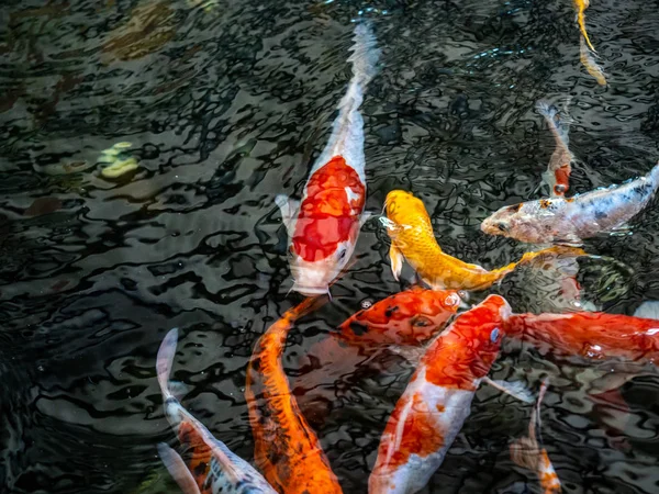 Värikäs fancy karppi kala, koikarppi kala, kala Japanilainen uinti (Cypr — kuvapankkivalokuva