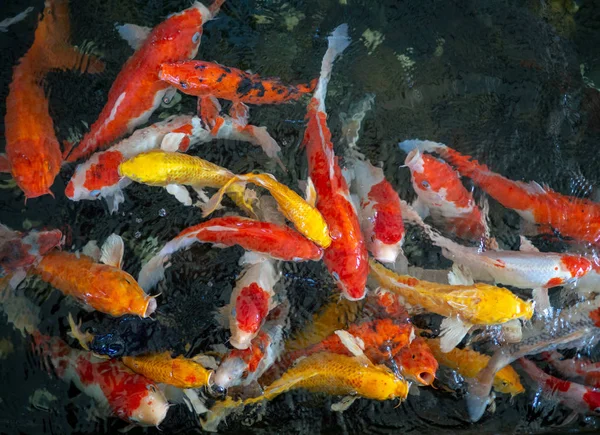 Värikäs fancy karppi kala, koikarppi kala, kala Japanilainen uinti (Cypr — kuvapankkivalokuva
