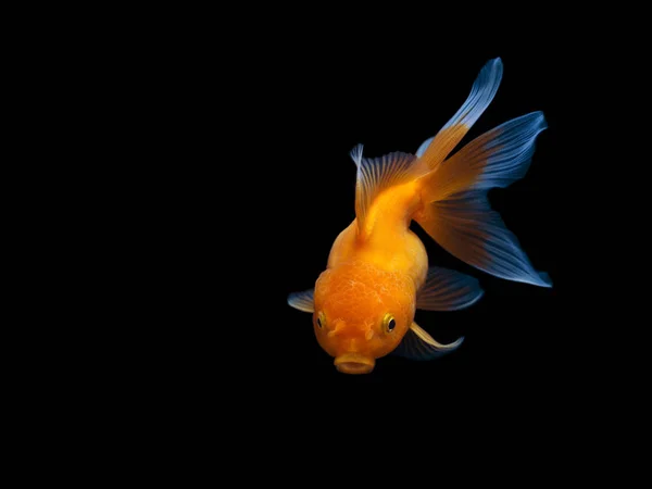 Goldfish Czarnym Tle Goldfish Pływanie Czarnym Tle Gold Fish Dekoracyjne — Zdjęcie stockowe