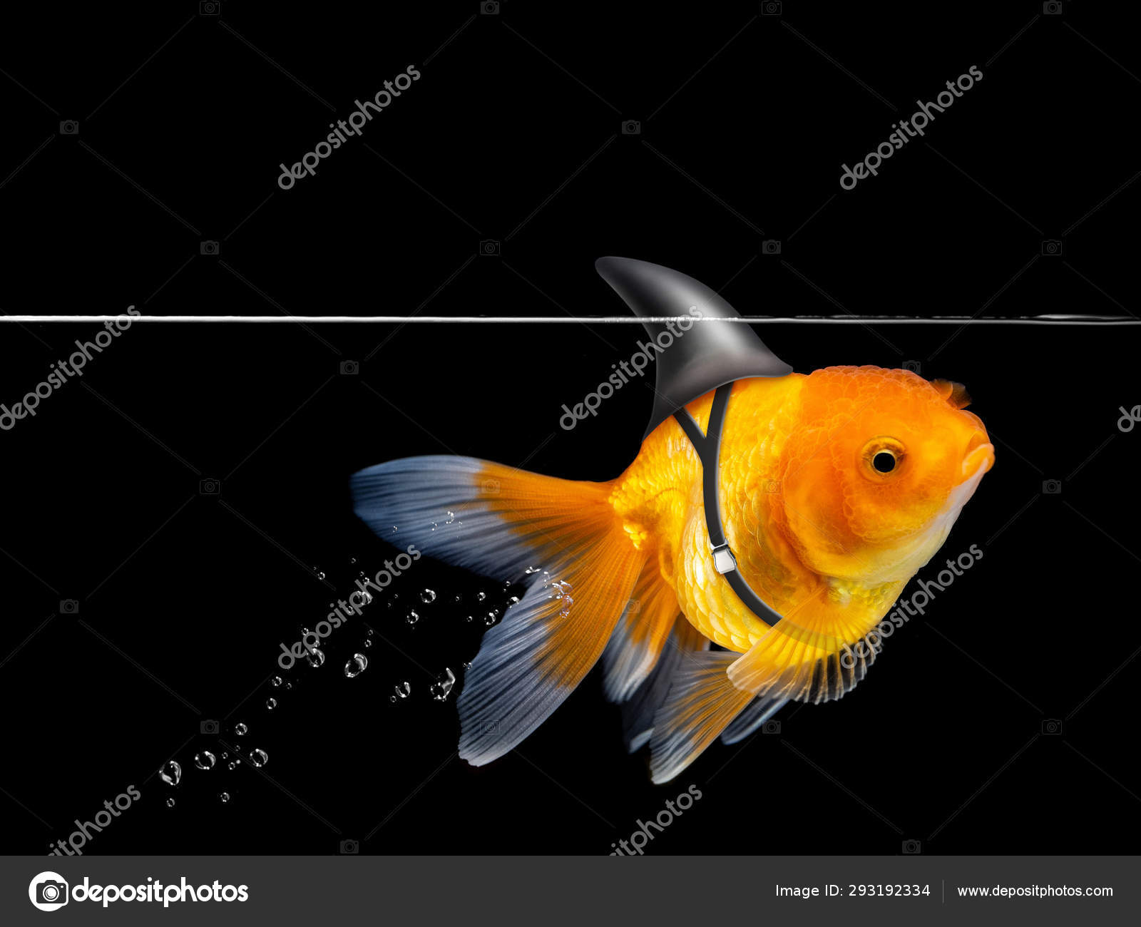 https://st4.depositphotos.com/26340404/29319/i/1600/depositphotos_293192334-stock-photo-goldfish-shark-fin-swimming-black.jpg