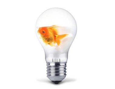 Goldfish beyaz arka plan izole ampul yüzme, altın balık komik